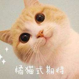 2020年，這4款手機(jī)值得期待，可以開(kāi)始存錢(qián)了！